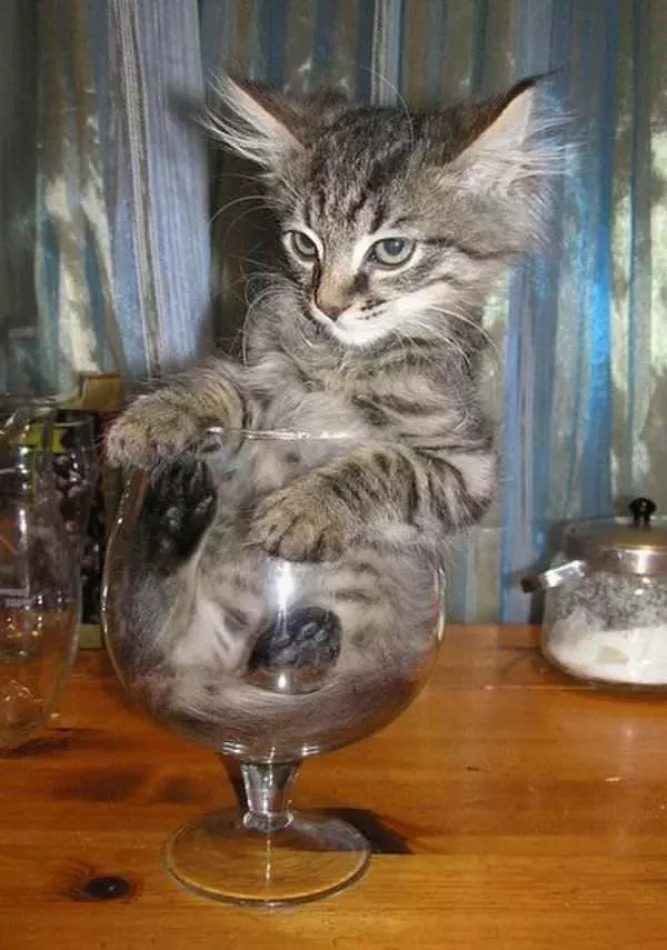 One Glass Of Cat Please