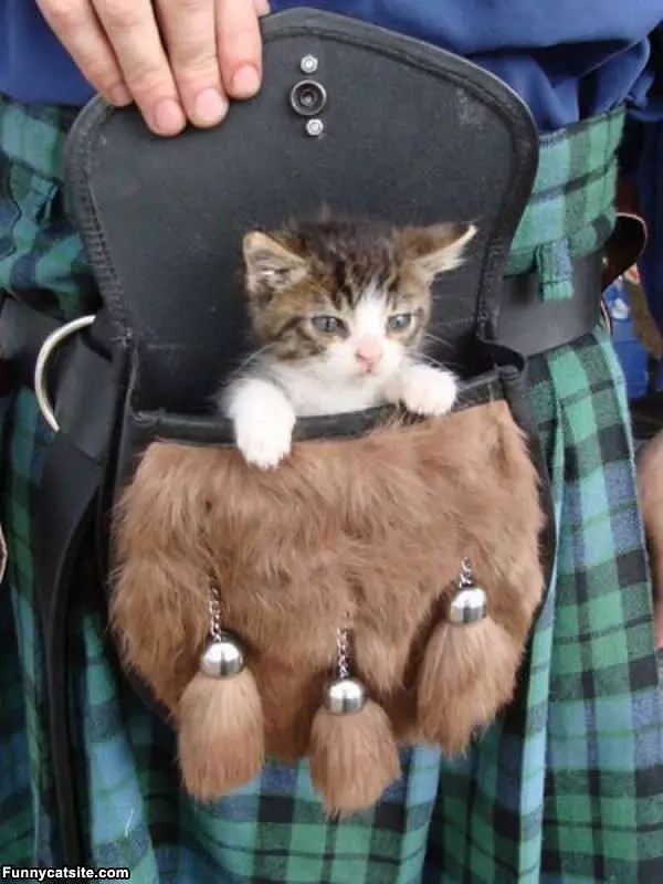 Its A Kitten Bag