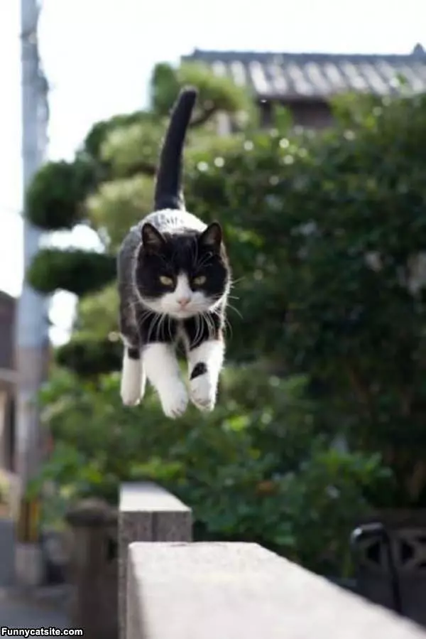 I Am The Hover Cat