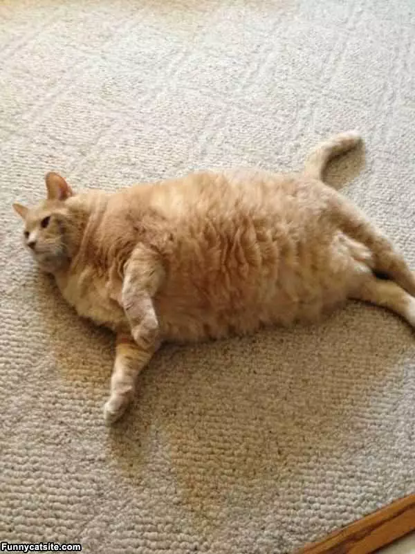 I Am The Fattest Cat