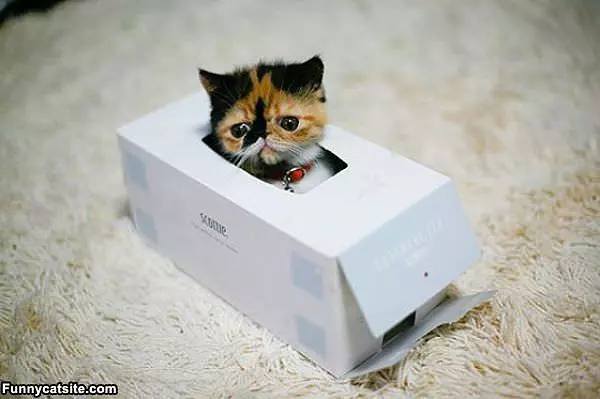 Funny Tissue Kitten