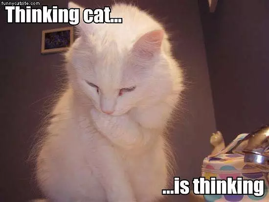 Thinking Cat