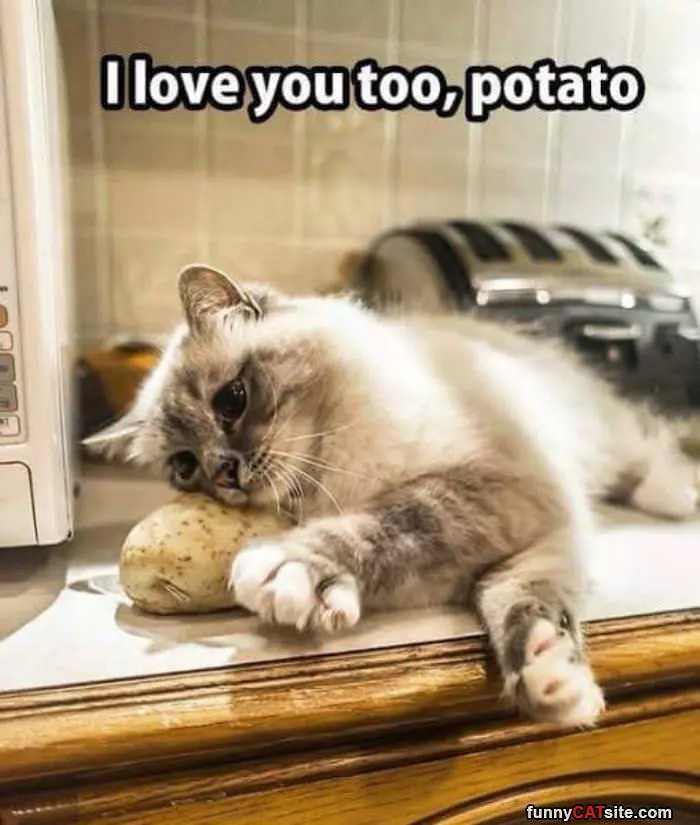 Ohhh Potato