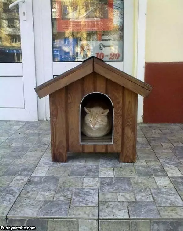 My Cat House