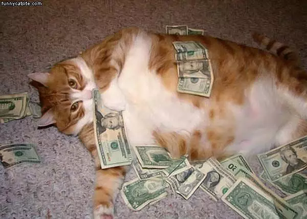 Cat Rolling In Money