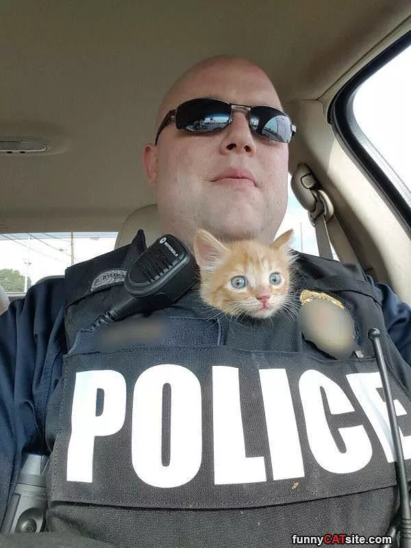Police Cat