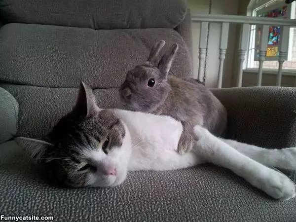 Get Off Me Bunny
