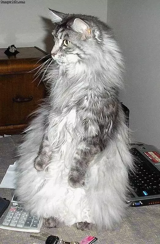 Long Haired Cat Stands