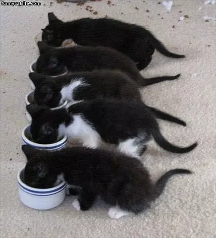 Lots Of Kittens
