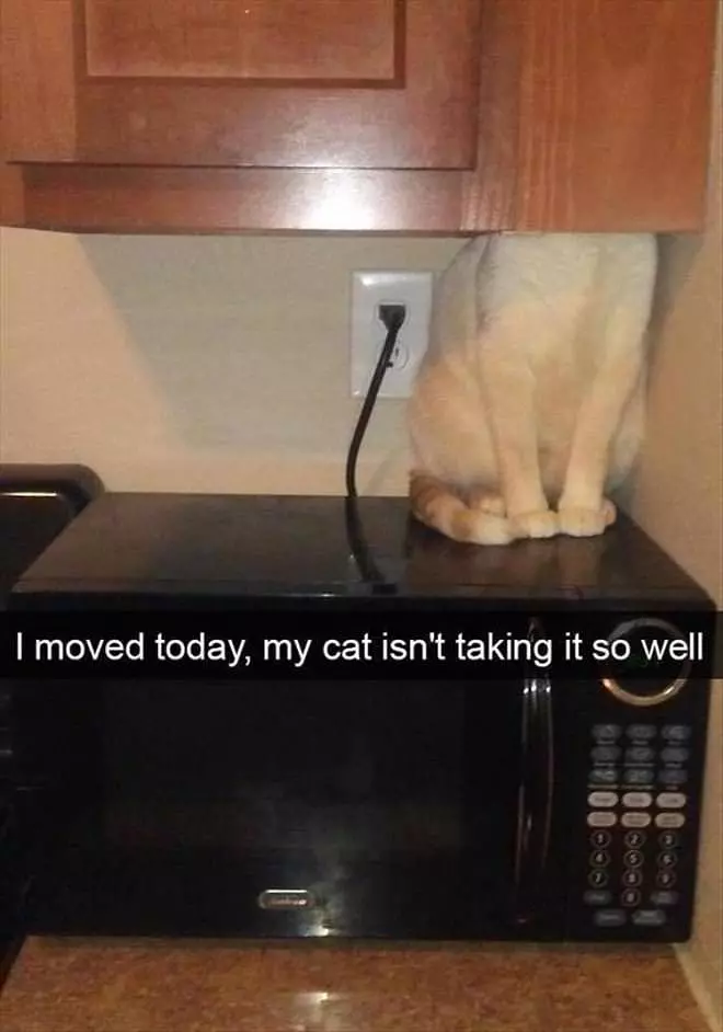 The Cat Is Not Taking It Well