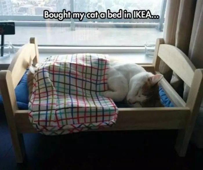My Cat Bed