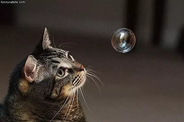 Cat Looks At Bubble