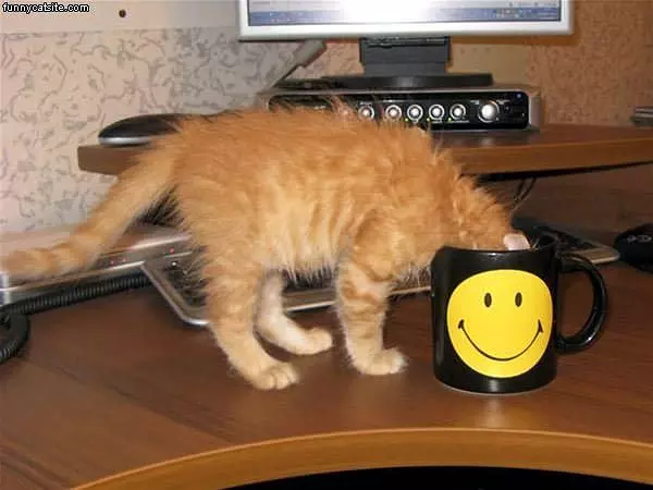 Smiley Mug Cat