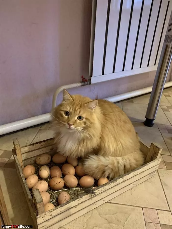 I Have Some Eggs