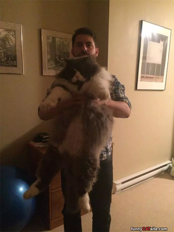 A Large Cat