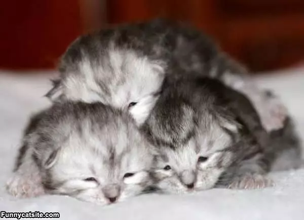 Stacking Kittens