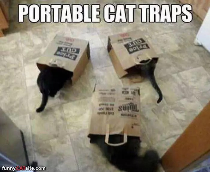 Portable Cat Traps
