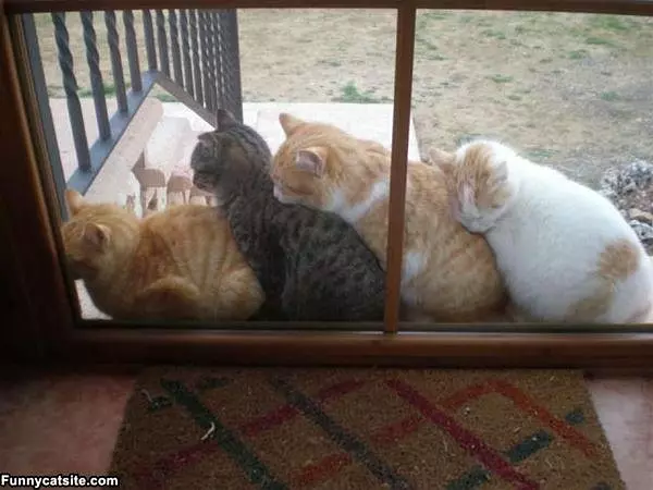 A Cat Pile