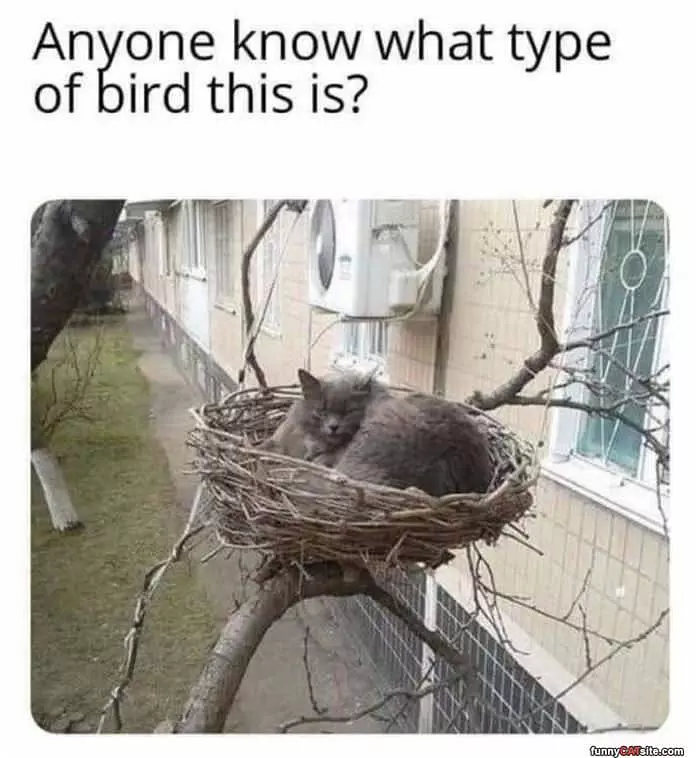 What Type Of Bird Is This