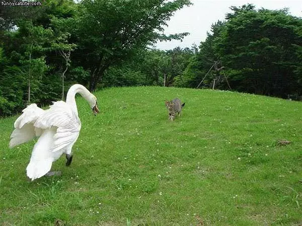 Cat Goose Showdown