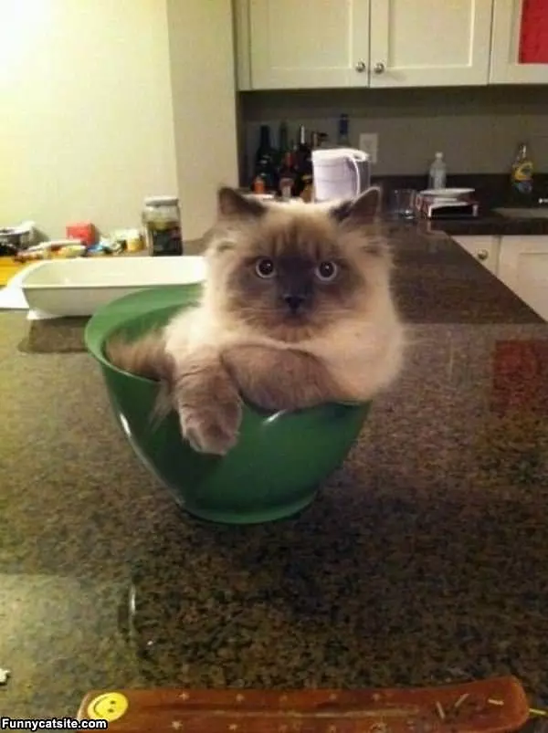 One Bowl Please