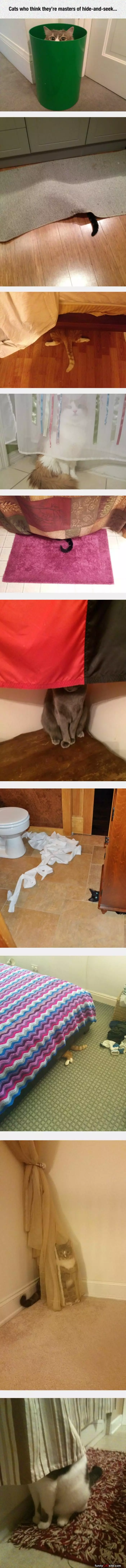 Hide And Seek Cats