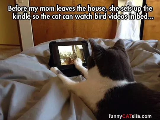 Kindle For Cats