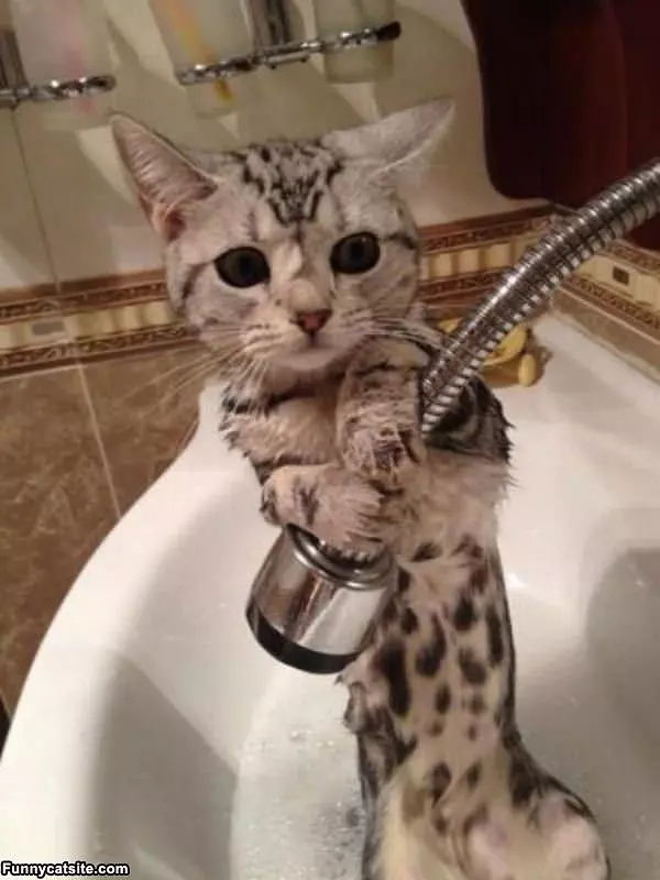 Cat Does Not Want A Bath
