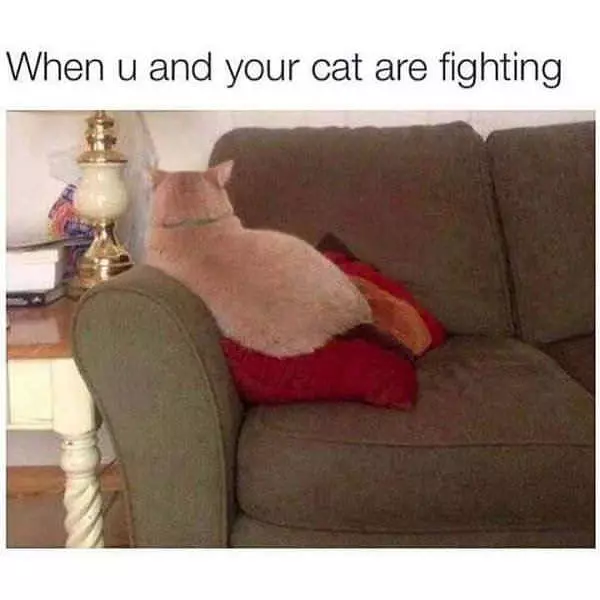 Fighting With The Cat