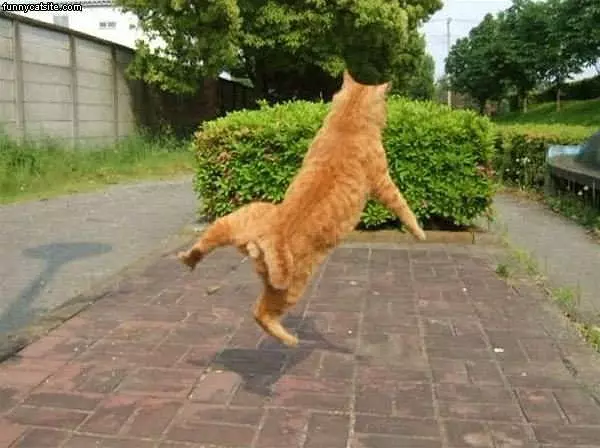 Cat Karate
