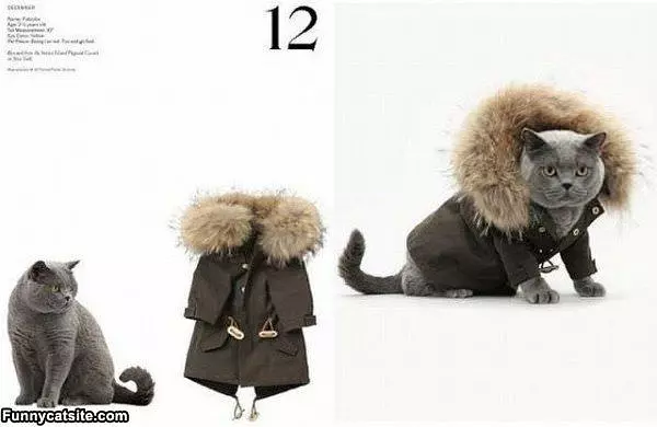 The Cat Coat