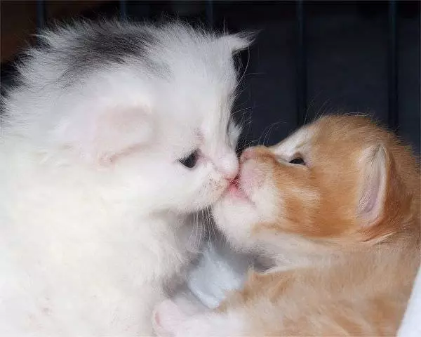 Cat Kiss