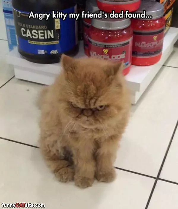 Angry Kitten
