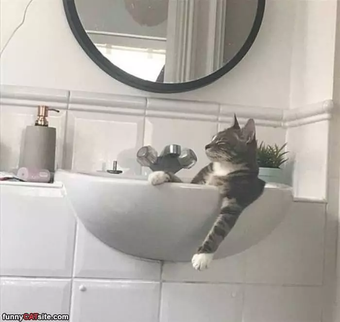 Relaxed In The Sink