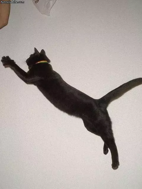 Flying Black Cat