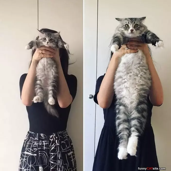 Long Cat Is Long