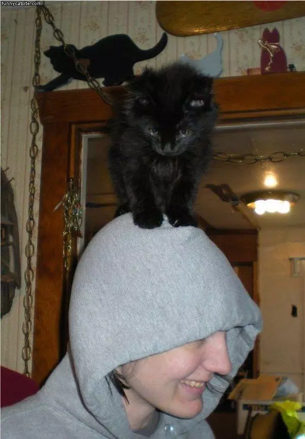 Kitten On Your Head