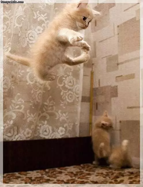 Kitten Leap