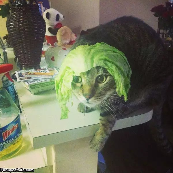 I Am Lettuce Cat
