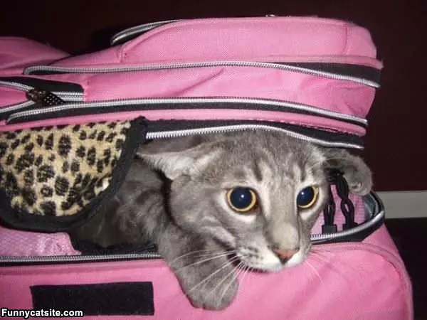 Pink Bag Cat