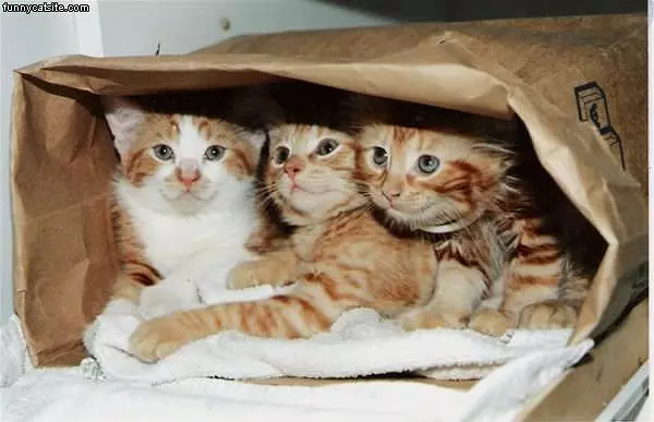 Ill Take A Bag Of Cats Please