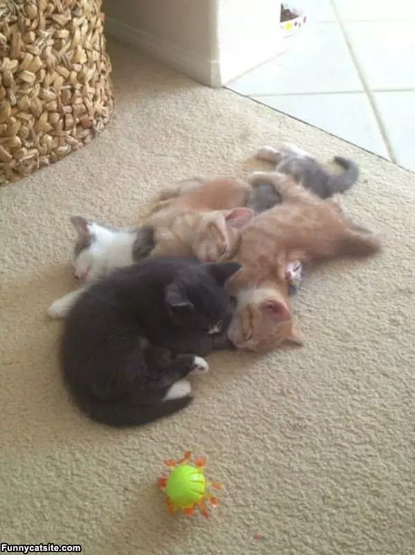 Crowd Of Kittens