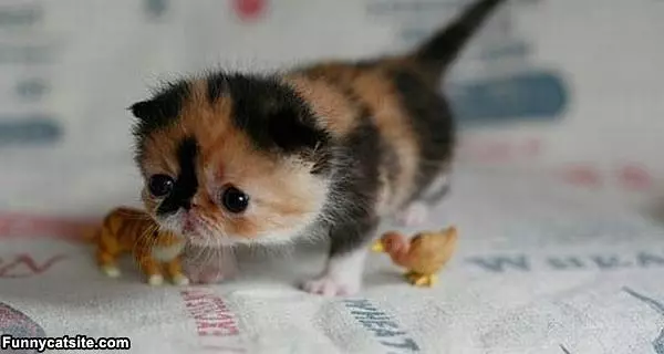 Cute Baby Kitten
