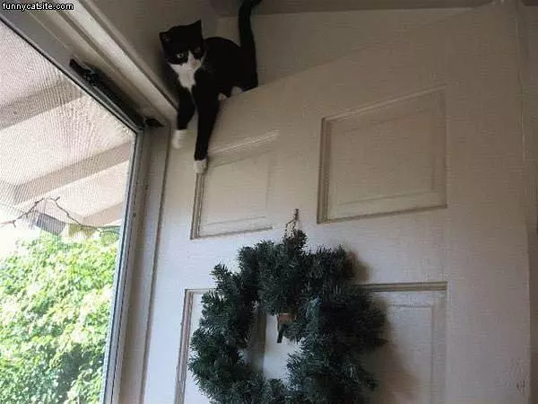 Cat At Front Door