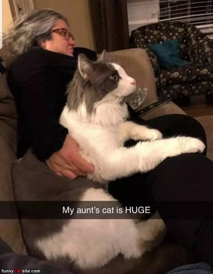 Huge Cat