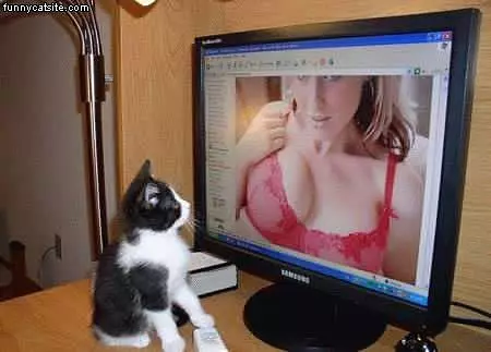 Smart Kitten