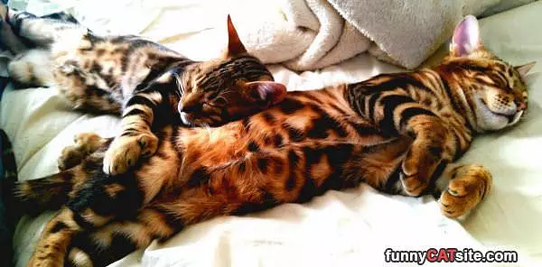 Snuggling Up Together