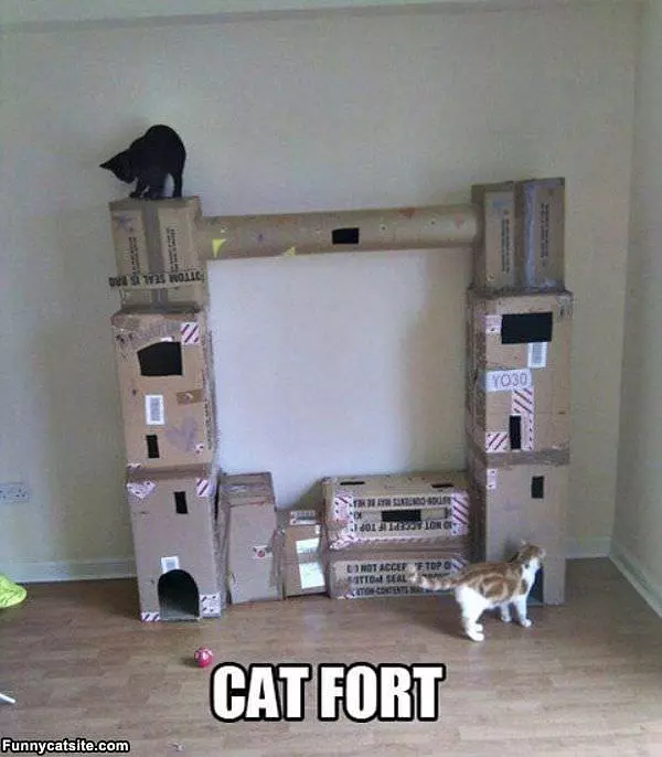 Cat Fort