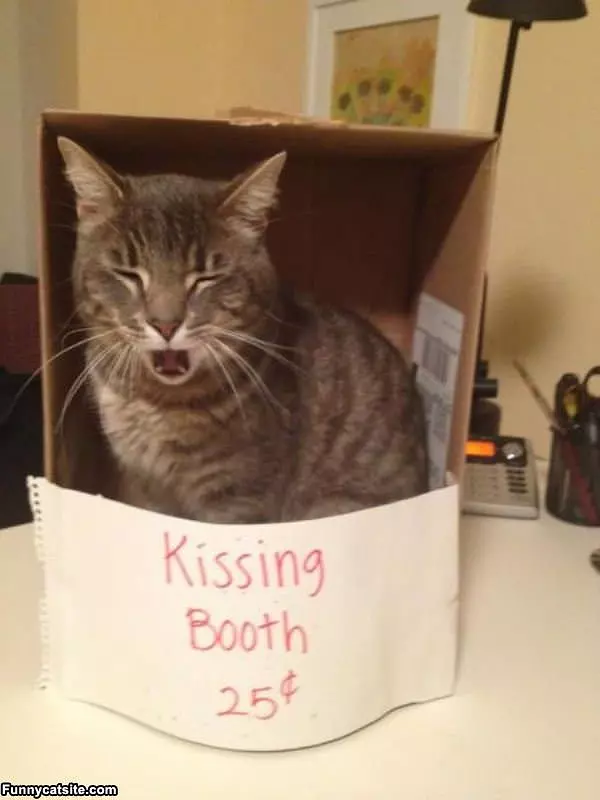 Kissing Booth Cat