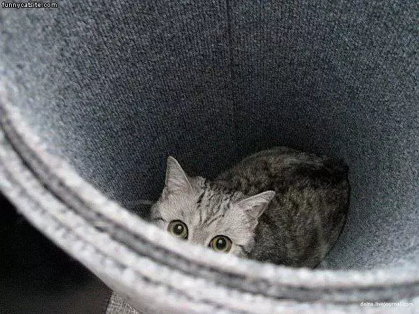 Hiding In The Rug